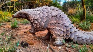 TNAL Condemns Pangolin Hunting, Consumption, Reaffirms Community Ban