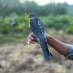 Satellite-Tagged Amur Falcons Return to Tamenglong After Completing Annual Migration