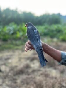 Satellite-Tagged Amur Falcons Return to Tamenglong After Completing Annual Migration