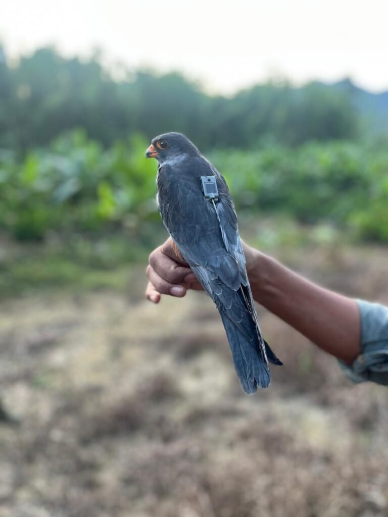 Satellite-Tagged Amur Falcons Return to Tamenglong After Completing Annual Migration
