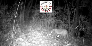 First-Ever Record of Asian Golden Cat in Manipur Captured in Shirui