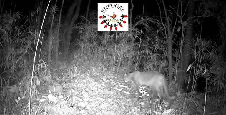First-Ever Record of Asian Golden Cat in Manipur Captured in Shirui